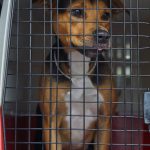 Humane Society of Southwest Washington Florida Dogs 2