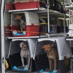 Humane Society of Southwest Washington Florida Dogs 4