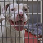 Humane Society of Southwest Washington Florida Dogs 5