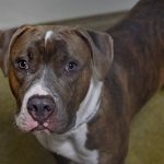 Humane Society of Southwest Washington Florida Dogs 6