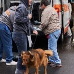 Humane Society of Southwest Washington Florida Dogs 7