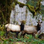 Quinault Rainforest Elk in the Quinault