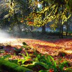 Quinault Rainforest Fall Colors