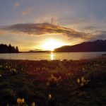 Quinault Rainforest