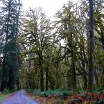 Quinault Rainforest The Lake Quinault Loop Drive