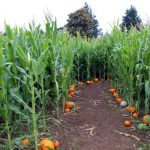 Joe’s Place Farms corn maze