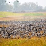 Suave Island Geese Migration at Sauvie Island