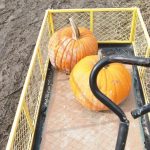 Suave Island pick a pumpkin at Sauvie Island