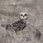 Clark County Wildlife Refuges Short eared owl