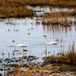 Clark County Wildlife Refuges Tundra Swans