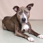 Humane Society for Southwest Washington Featured pet Kahekili