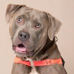 Humane Society for Southwest Washington Pet of the Week Taz