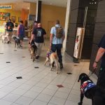 Northwest Battle Buddies dogs in mall