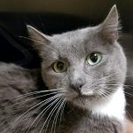 Humane Society of Southwest Washington Featured Pet Amberanna
