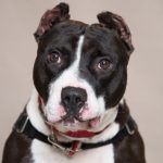 Humane Society of Southwest Washington Featured Pet Spudnick