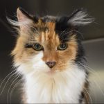 Humane Socity Featured Pet Whiskers