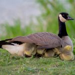 Mehrdad Shojaei goslings