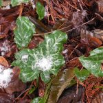 Elizabeth Koch Columbia Springs notice snow