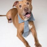 Humane Society for Southwest Washington Pets of the week Graham