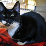 Humane Society for Southwest Washington Pets of the week Roxie