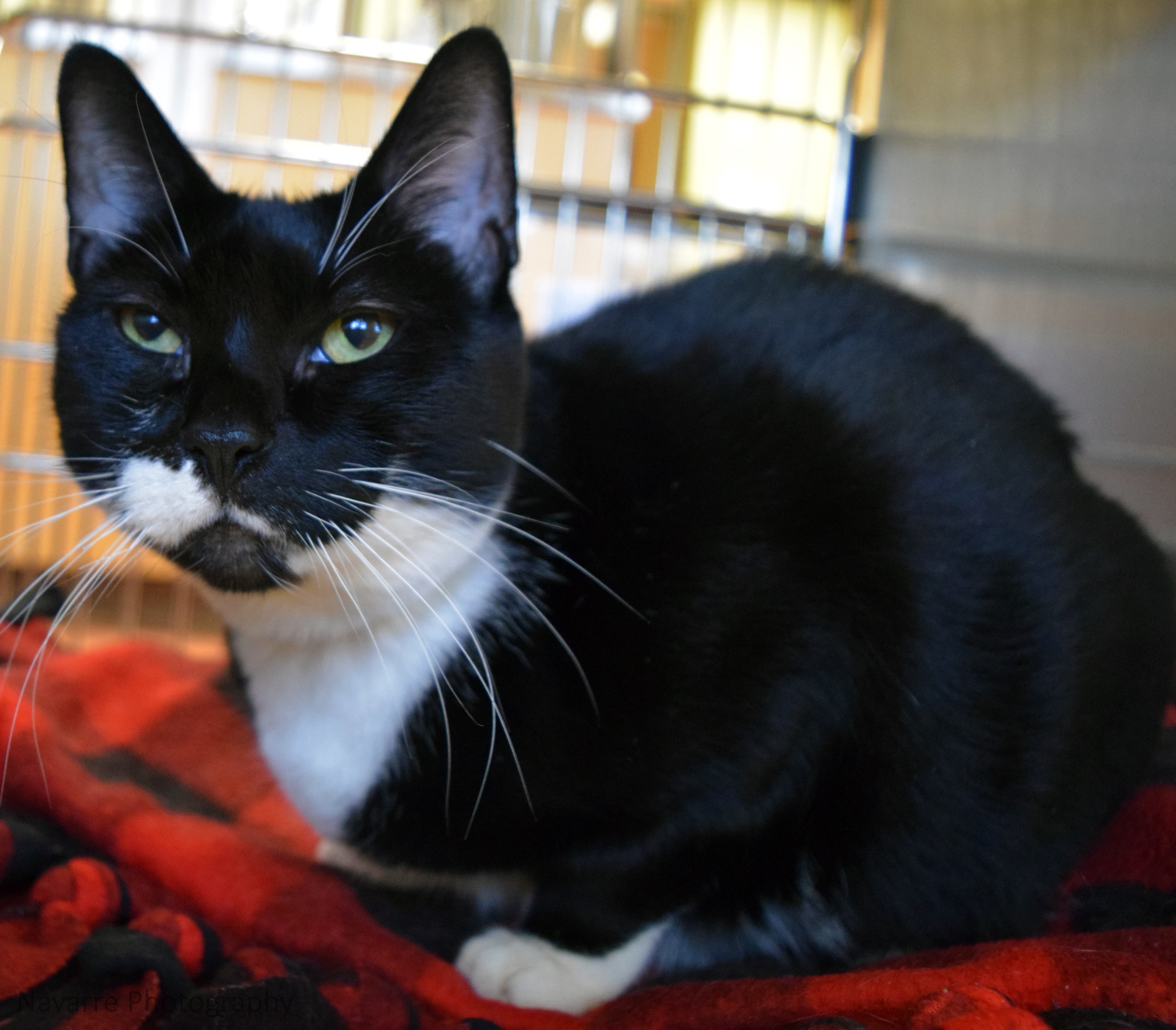 Humane Society for Southwest Washington Pets of the week Roxie
