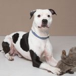 Humane Society for Southwest Washington pet of the week Jammiez