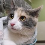 Humane Society for Southwest Washington pet of the week TootieFrootie