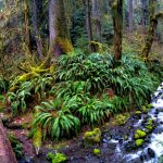 Pacific Northwest Trails Hoh Rainforest