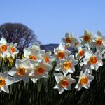 Flower fields and festivals Pacific Northwest daffodils