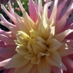 Flower fields and festivals Pacific Northwest dahlia