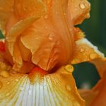 Flower fields and festivals Pacific Northwest iris