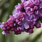 Flower fields and festivals Pacific Northwest lilac