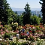 Flower fields and festivals Pacific Northwest rose garden portland