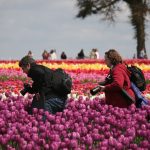 Flower fields and festivals Pacific Northwest tulip fields photo