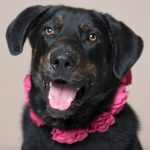 Humane Society for Southwest Washington Pet of the Week Dahlia