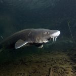 Fishing the Columbia Sturgeon Oregon Fish and Wildlife
