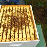 Half Moon Farm Bees