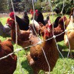 Half Moon Farm Chickens