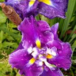 Half Moon Farm Irises