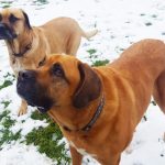 Half Moon Farm Myya and Misha Mastiffs