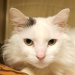 Humane Society for Southwest Washington Guinea