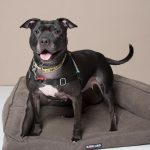 Humane Society for Southwest Washington Kalli 2
