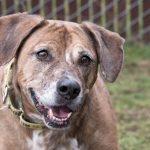 Humane Society for Southwest Washington pet of the week Maddie Rae