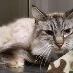 Humane Society for Southwest Washington pet of the week MrMoose