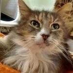 Humane Society for Southwest Washington pet of the week baby