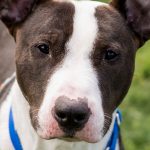 Humane Society of Southwest Washington Ringo Starr