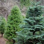 Christmas Trees scenic TT