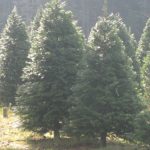 Christmas Trees scenic TT a