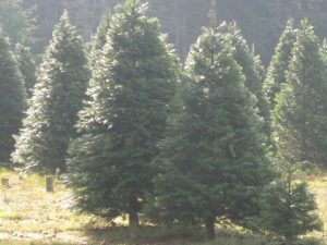 Christmas Trees scenic TT a