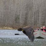Skagit River Bald Eagles Boat